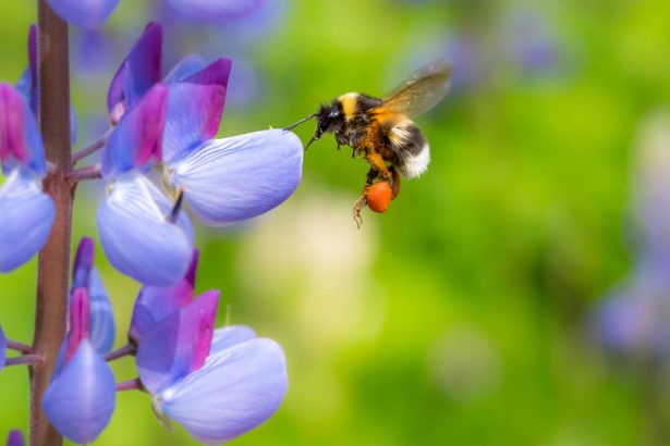 abeilles domestiques, pollinisateurs sauvages