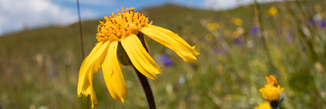 L’arnica : l’alliée des petits casse-cou