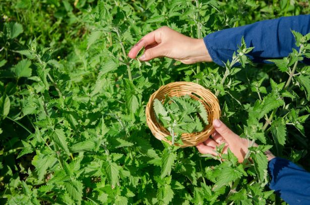 herboriste, plantes médicinales