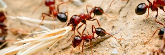 Etonnant : chez les fourmis aussi, il y a des infirmières