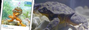 Roméo, dernière grenouille de son espèce, cherche sa Juliette