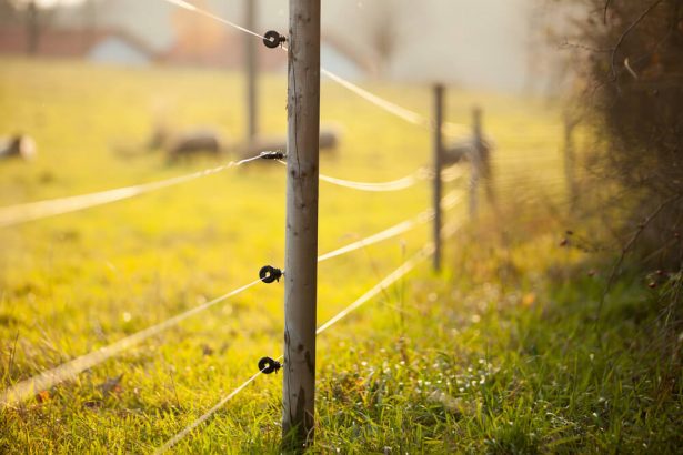 migration animaux