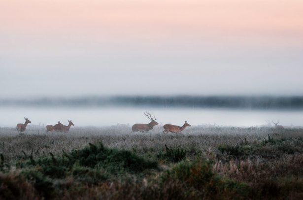 migration animaux