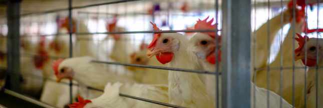 Dès 2022, les oeufs de poules élevées en cage ne pourront plus être vendus