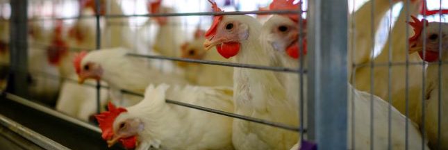Dès 2022, les oeufs de poules élevées en cage ne pourront plus être vendus