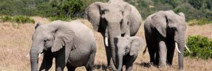Donnez vos objets en ivoire pour la protection des éléphants