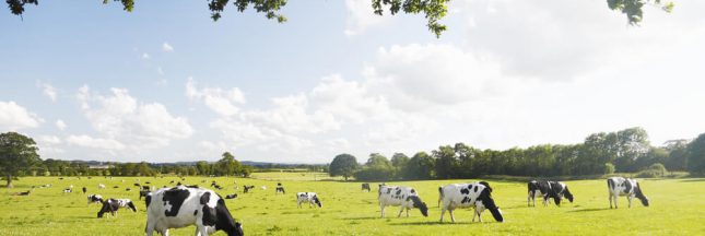 Un nouvel outil pour mesurer le bien-être des bovins