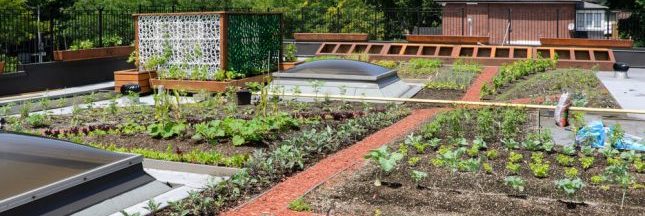 Des Potagers Sur Les Toits De Paris La Grande Tendance De 18
