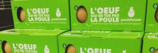 Une start-up commercialise les oeufs de 'vieilles' poules pour leur éviter l'abattoir