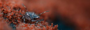 Une invasion d'insecte fait trembler la Nouvelle-Zélande