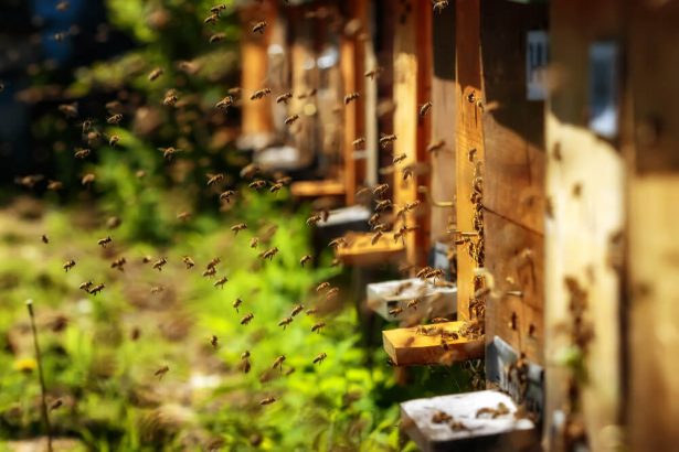 abeilles domestiques