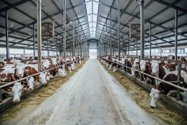 alimentation végane