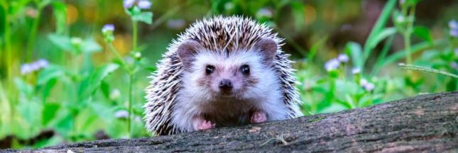 Des 'autoroutes' pour hérissons au Royaume-Uni