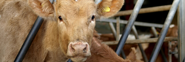 Des OGM interdits retrouvés dans des aliments pour animaux