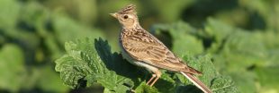 Après les abeilles, l'effrayant déclin des oiseaux dans nos campagnes ! Après les abeilles, l'effrayant déclin des oiseaux dans nos campagnes !