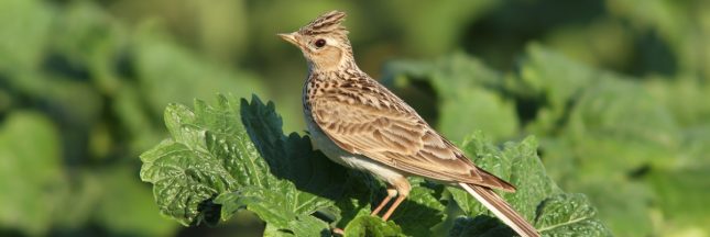 alouette des champs