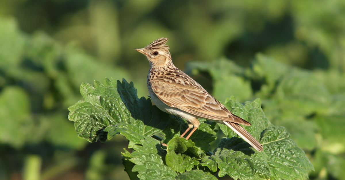 Après les abeilles, l'effrayant déclin des oiseaux dans nos campagnes ! Après les abeilles, l'effrayant déclin des oiseaux dans nos campagnes !
