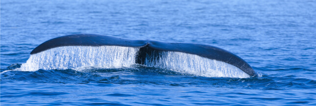 Scénario catastrophe pour la baleine noire de l’Atlantique nord : pas de baleineau cette saison !