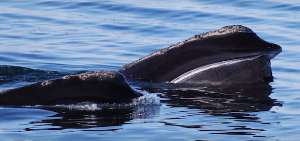 baleines noires Atlantique Nord
