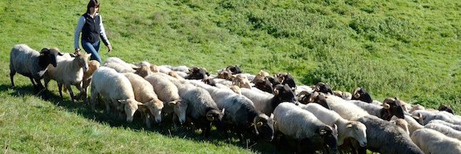 Bleu Blanc Coeur : il faut remettre de la couleur dans nos assiettes... et dans nos champs !