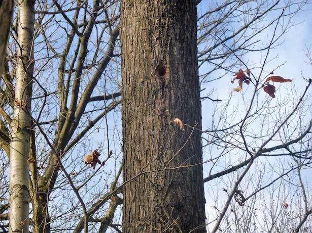 Journée Internationale des Forêts