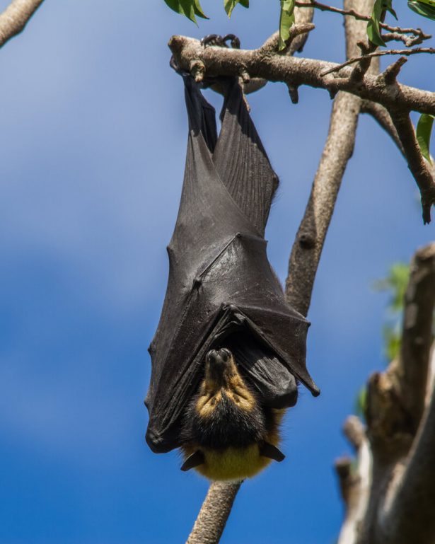 durian, chauve-souris roussette