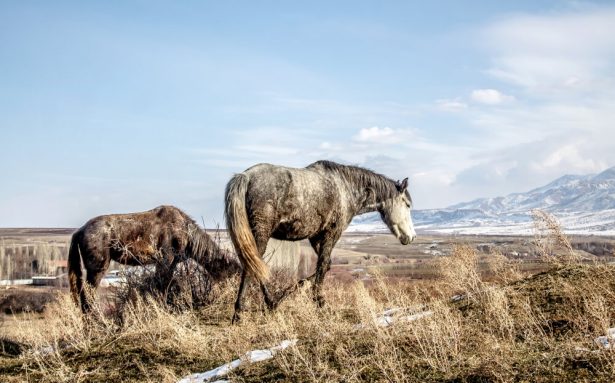 chevaux sauvages