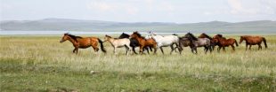 Les chevaux de Przewalski ne sont pas les derniers chevaux sauvages : il n'y en a plus !