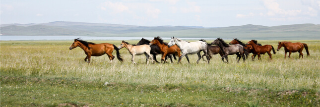 Les chevaux de Przewalski ne sont pas les derniers chevaux sauvages : il n’y en a plus !