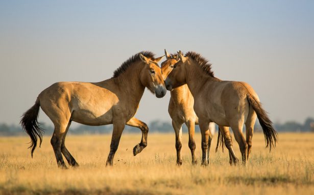 chevaux sauvages