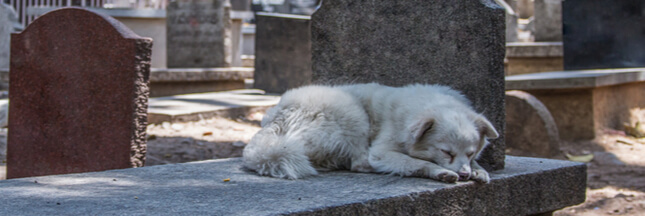 chien décès maître