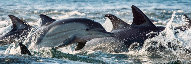 Les dauphins victimes collatérales des filets des pêcheurs français !