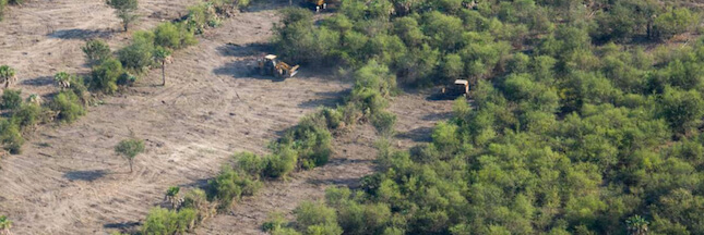 Nos importations de soja responsables de la déforestation en Amérique Latine