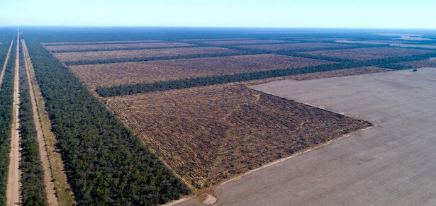 déforestation argentine
