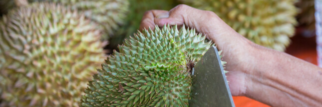 Le durian et la chauve-souris, un duo de choc en danger