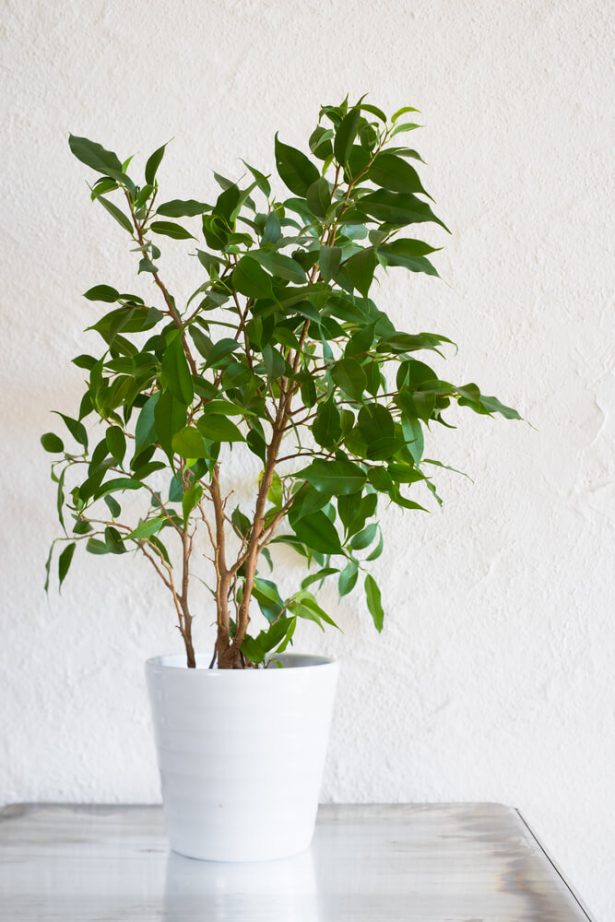 Schefflera : une plante verte d'intérieur robuste et décorative