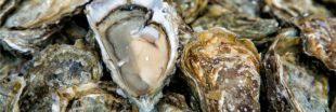 Mieux comprendre les cancers grâce aux huîtres creuses