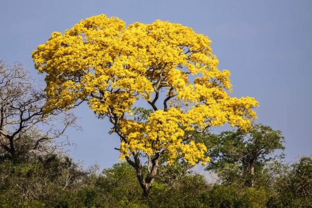 bois exotique,ipé jaune