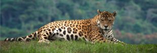 Commerce illégal : les jaguars, victimes de la 'médecine traditionnelle' chinoise !