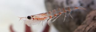 Greenpeace : la pêche intensive du krill en Antarctique, un danger pour l'écosystème marin