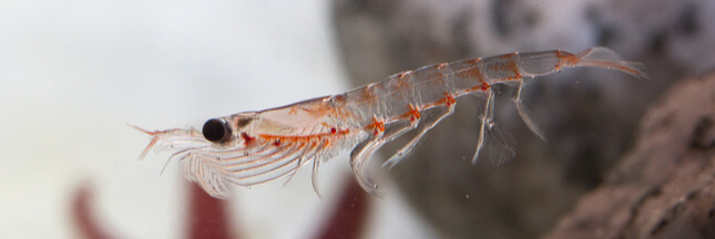 krill