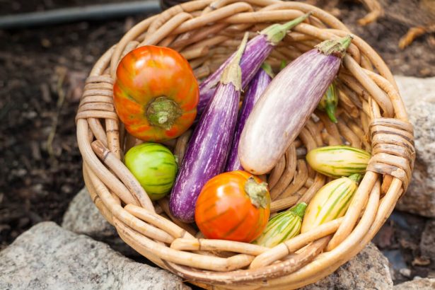 biodiversité agricole