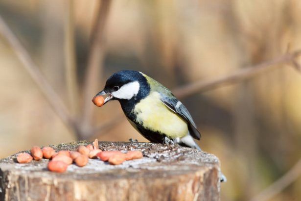 mangeaoire oiseaux