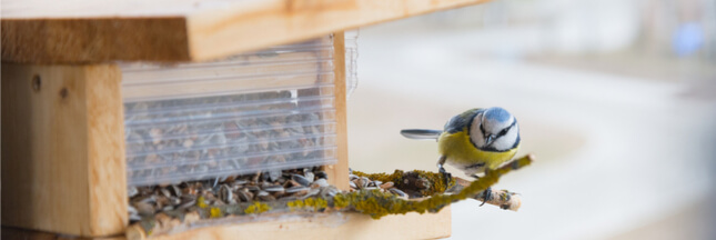 Nourrir les oiseaux sauvages : une pratique qui peut être dangereuse pour leur santé ?