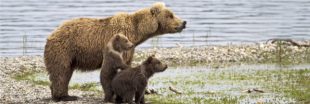 Les ours bruns s'adaptent pour échapper aux chasseurs