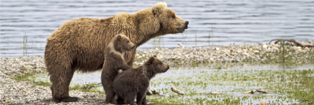 Les ours bruns s’adaptent pour échapper aux chasseurs
