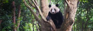 Chine : un 'parc à pandas' presque aussi grand que la Belgique sera aménagé d'ici 2023