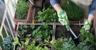 Potager urbain, récolter des légumes moins pollués