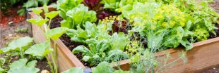 Potagers urbains : quelques conseils pour récolter des légumes moins pollués
