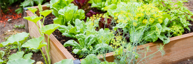 Potagers urbains : quelques conseils pour récolter des légumes moins pollués